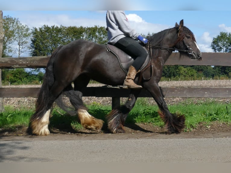 Tinker Stute 3 Jahre 134 cm Brauner in Lathen