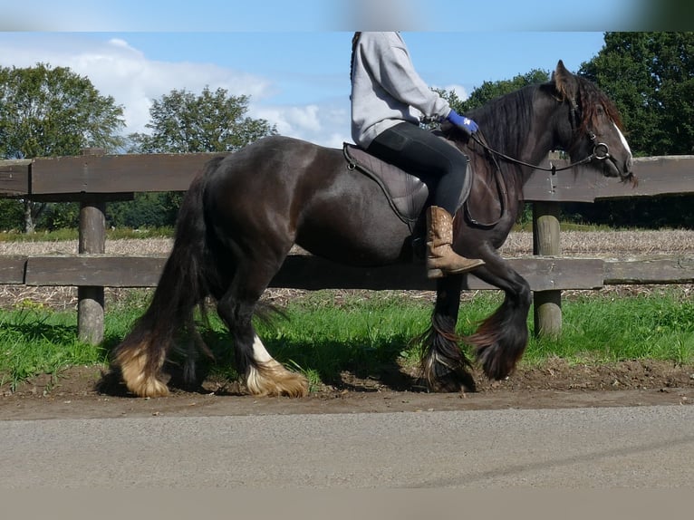 Tinker Stute 3 Jahre 134 cm Brauner in Lathen