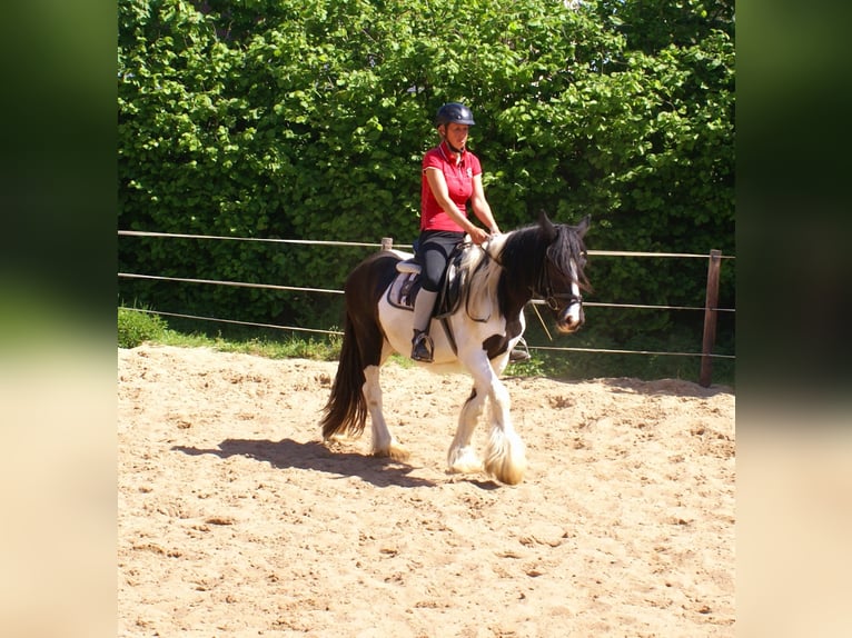 Tinker Stute 3 Jahre 135 cm Schecke in Velpke