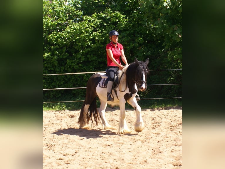 Tinker Stute 3 Jahre 135 cm Schecke in Velpke