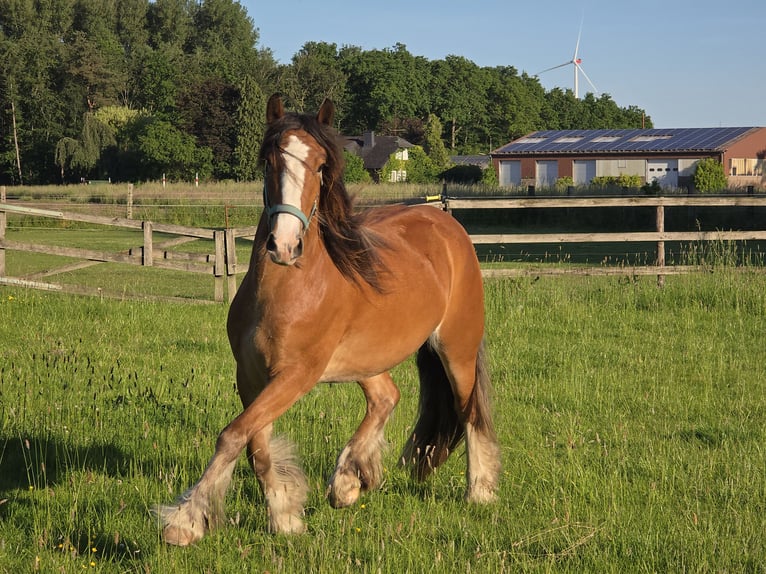 Tinker Stute 3 Jahre 140 cm Brauner in Legden
