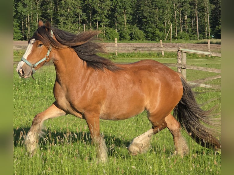 Tinker Stute 3 Jahre 140 cm Brauner in Legden