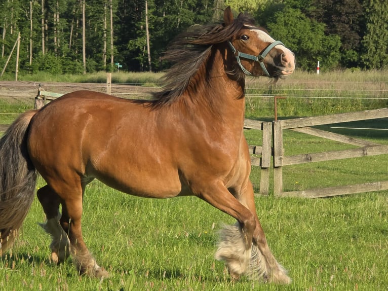 Tinker Stute 3 Jahre 140 cm Brauner in Legden
