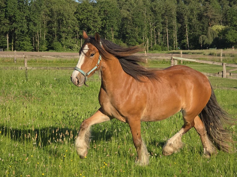 Tinker Stute 3 Jahre 140 cm Brauner in Legden