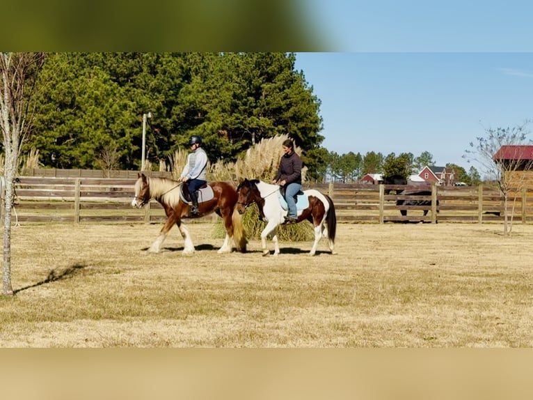 Tinker Stute 3 Jahre 140 cm Dunkelfuchs in Johnston