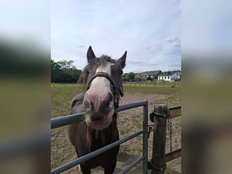Tinker Stute 3 Jahre 140 cm Rappe in Lünen