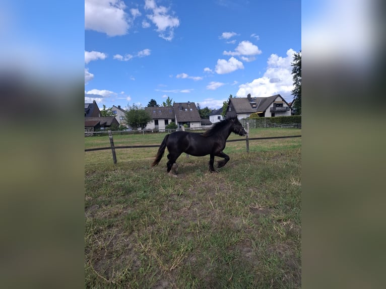 Tinker Stute 3 Jahre 140 cm Rappe in Lünen