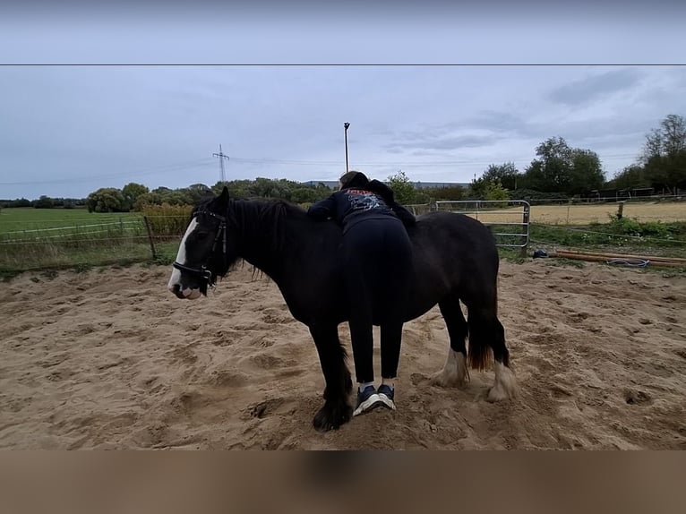 Tinker Stute 3 Jahre 140 cm Rappe in Lünen