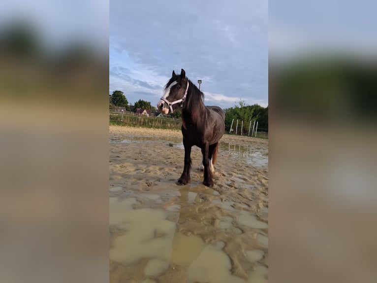 Tinker Stute 3 Jahre 140 cm Rappe in Lünen
