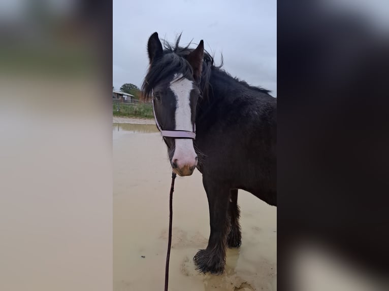 Tinker Stute 3 Jahre 140 cm Rappe in Lünen