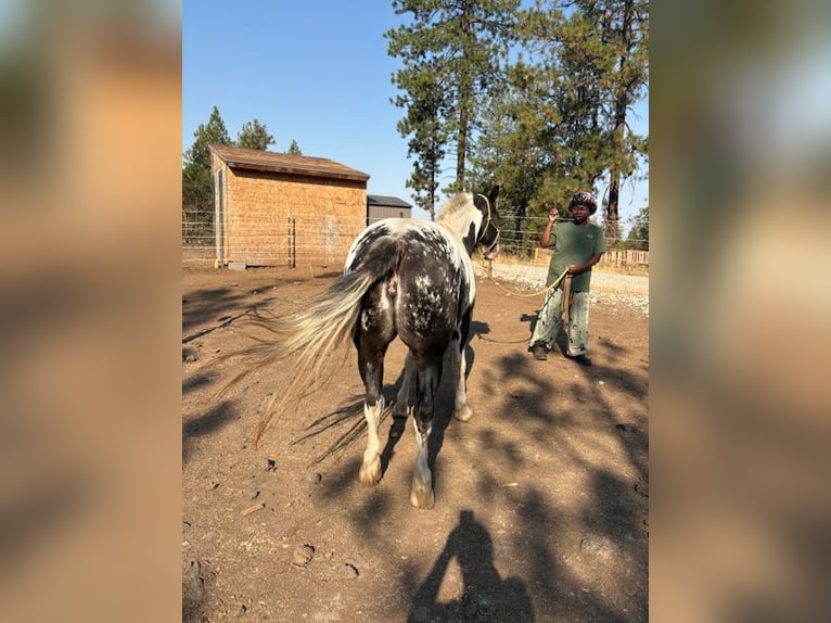 Tinker Mix Stute 3 Jahre 142 cm Rappe in Cheney