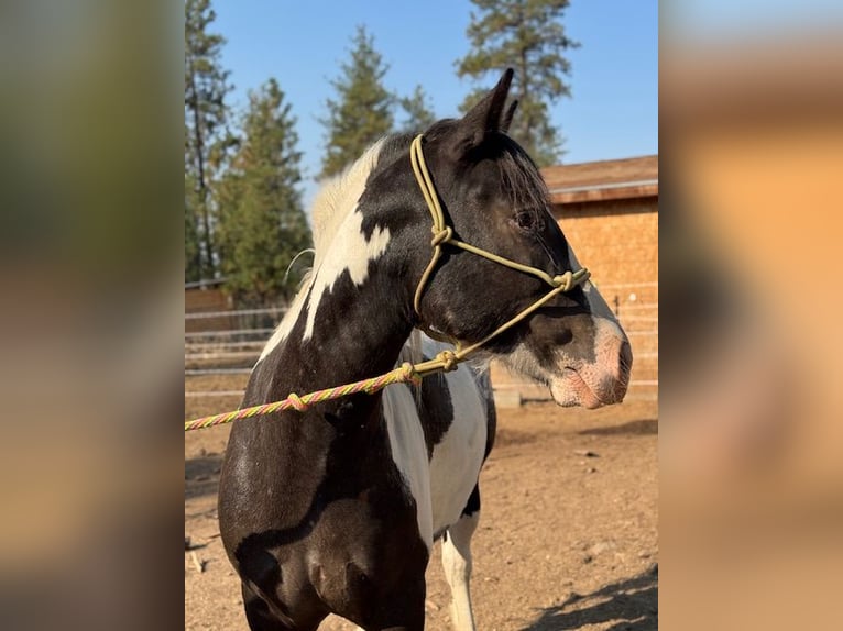 Tinker Mix Stute 3 Jahre 142 cm Rappe in Cheney