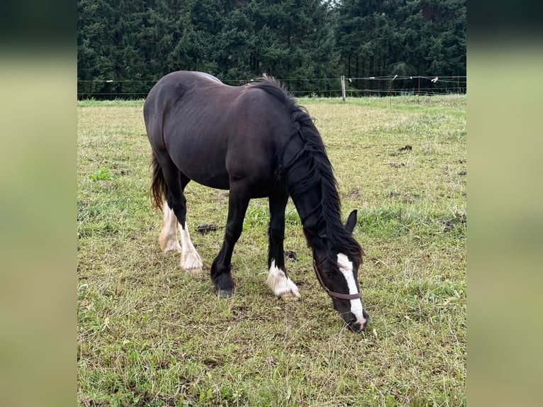 Tinker Stute 3 Jahre 144 cm Rappe in Daleiden
