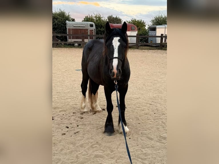 Tinker Stute 3 Jahre 147 cm Rappe in Daleiden