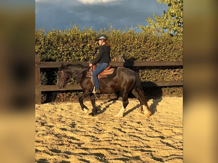 Tinker Stute 3 Jahre 147 cm Rappe in Daleiden