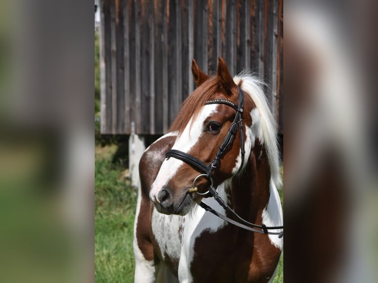 Tinker Stute 3 Jahre 147 cm Schecke in Arnstorf