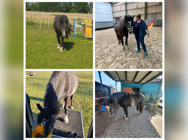 Tinker Stute 3 Jahre 148 cm in Lehrte