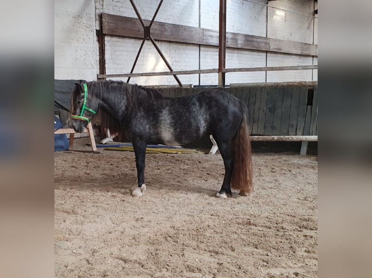 Tinker Stute 3 Jahre 148 cm in Lehrte