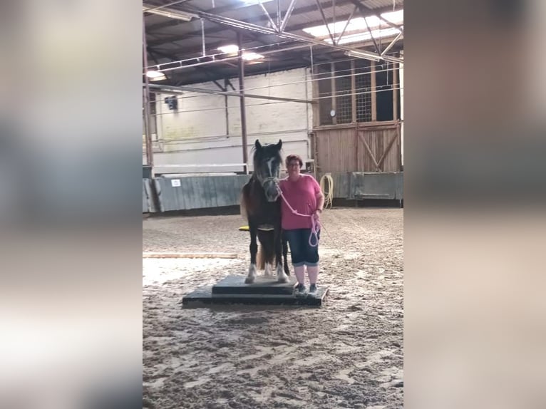 Tinker Stute 3 Jahre 148 cm in Lehrte