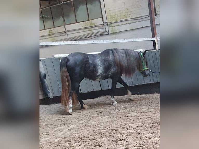 Tinker Stute 3 Jahre 148 cm in Lehrte