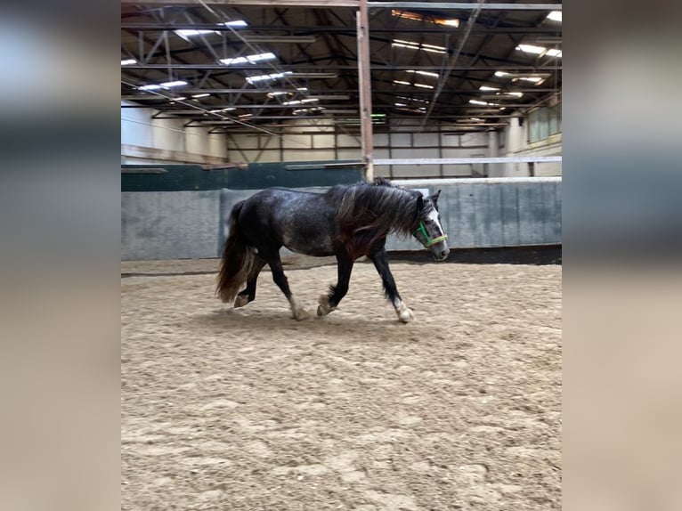 Tinker Stute 3 Jahre 148 cm in Lehrte