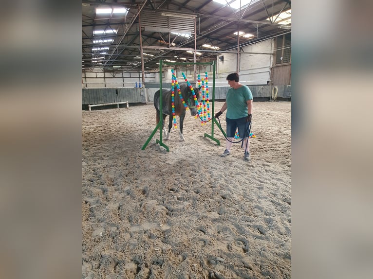 Tinker Stute 3 Jahre 148 cm in Lehrte