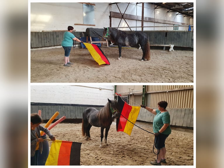 Tinker Stute 3 Jahre 148 cm in Lehrte