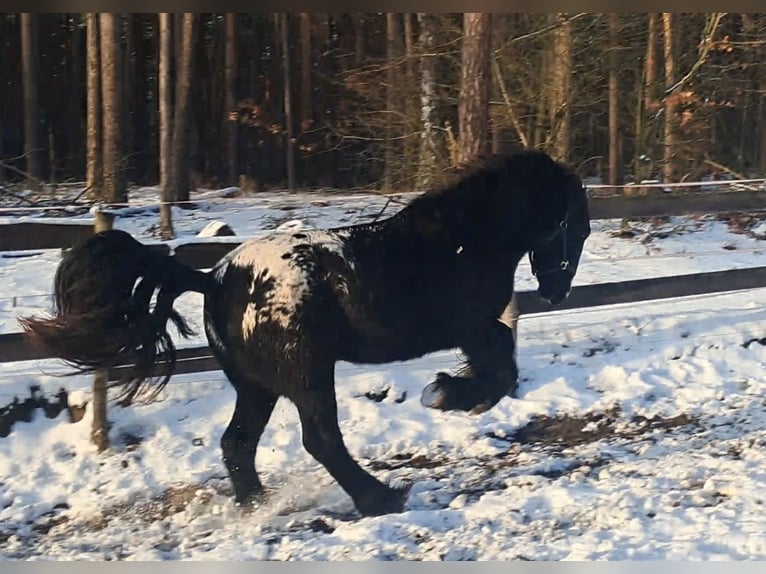 Tinker Stute 3 Jahre 152 cm Tigerschecke in Rathenow