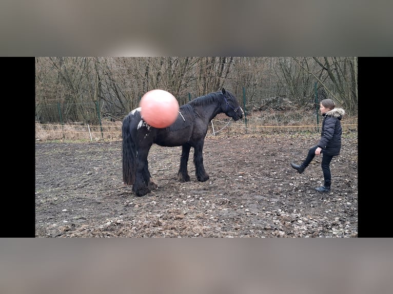 Tinker Stute 3 Jahre 153 cm Tigerschecke in Rathenow