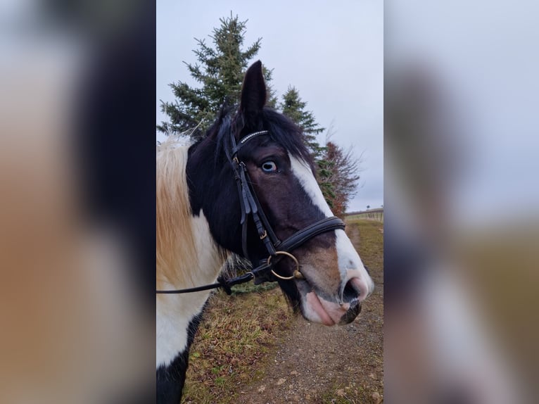 Tinker Stute 3 Jahre 155 cm Schecke in Nettersheim