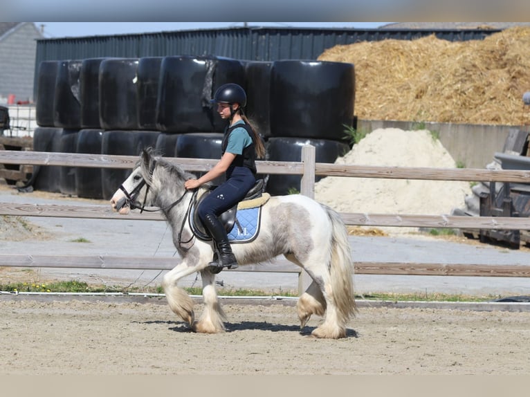 Tinker Stute 4 Jahre 116 cm Schecke in Bogaarden