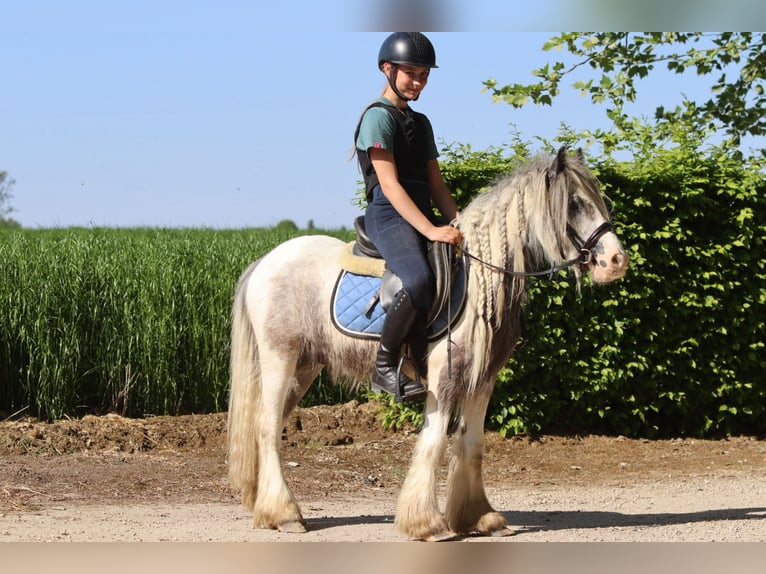 Tinker Stute 4 Jahre 116 cm Schecke in Bogaarden
