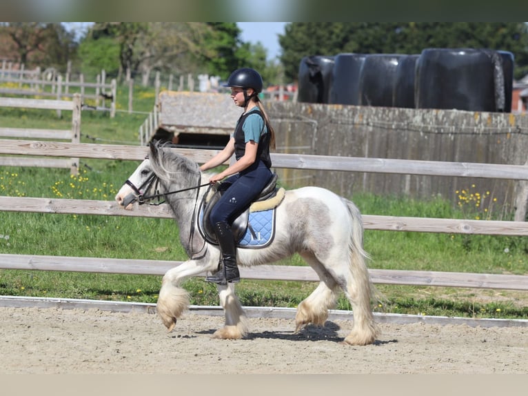 Tinker Stute 4 Jahre 116 cm Schecke in Bogaarden