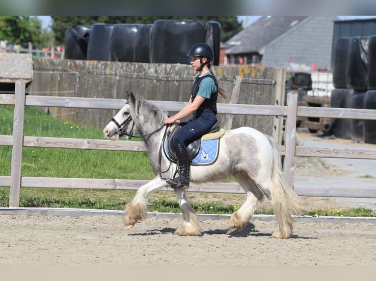 Tinker Stute 4 Jahre 116 cm Schecke in Bogaarden