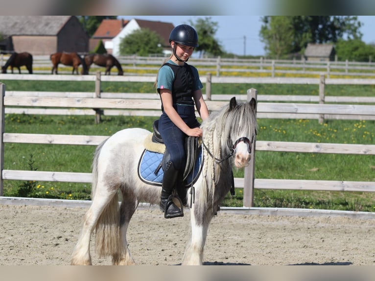 Tinker Stute 4 Jahre 116 cm Schecke in Bogaarden