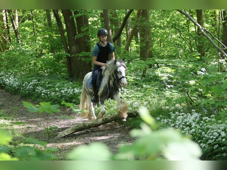 Tinker Stute 4 Jahre 116 cm Schecke in Bogaarden