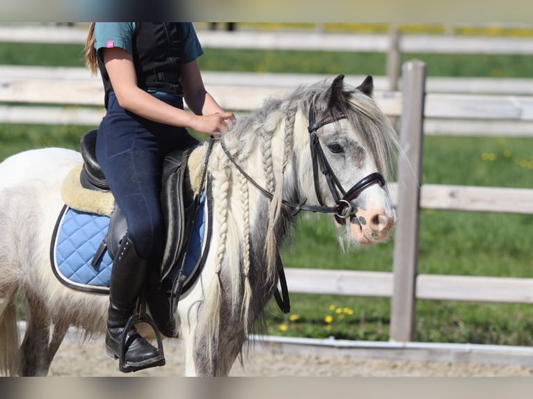 Tinker Stute 4 Jahre 116 cm Schecke in Bogaarden