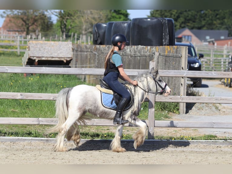 Tinker Stute 4 Jahre 116 cm Schecke in Bogaarden