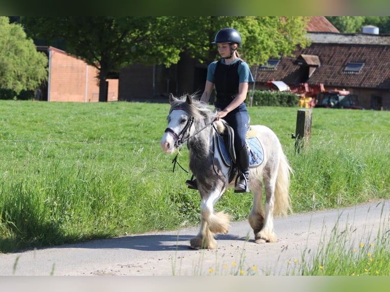 Tinker Stute 4 Jahre 116 cm Schecke in Bogaarden
