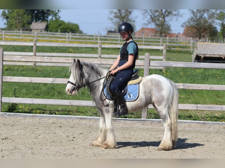Tinker Stute 4 Jahre 116 cm Schecke in Bogaarden