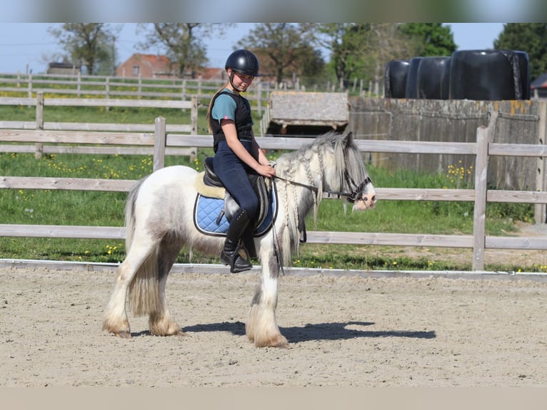 Tinker Stute 4 Jahre 116 cm Schecke in Bogaarden