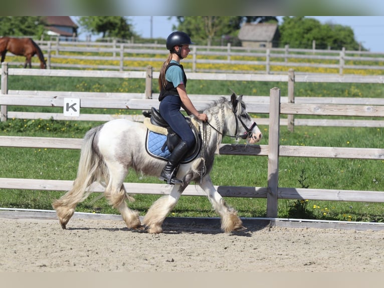 Tinker Stute 4 Jahre 116 cm Schecke in Bogaarden