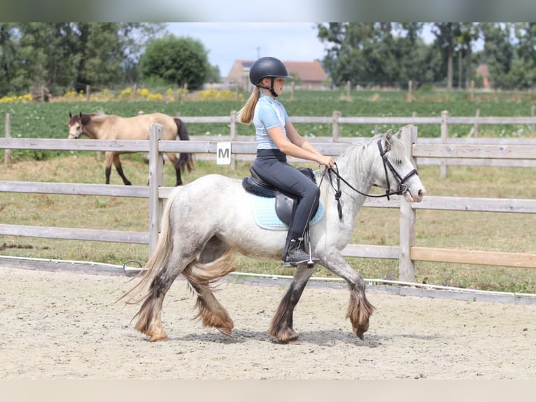 Tinker Stute 4 Jahre 117 cm Blauschimmel in Pepingen