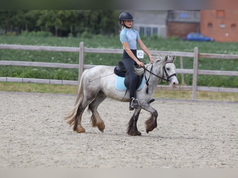 Tinker Stute 4 Jahre 117 cm Blauschimmel in Pepingen