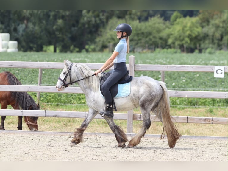 Tinker Stute 4 Jahre 117 cm Blauschimmel in Pepingen