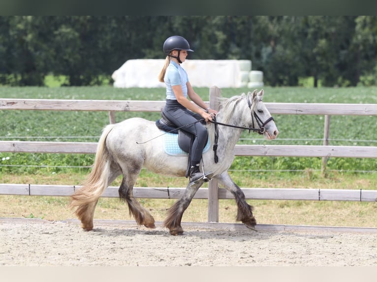 Tinker Stute 4 Jahre 117 cm Blauschimmel in Pepingen