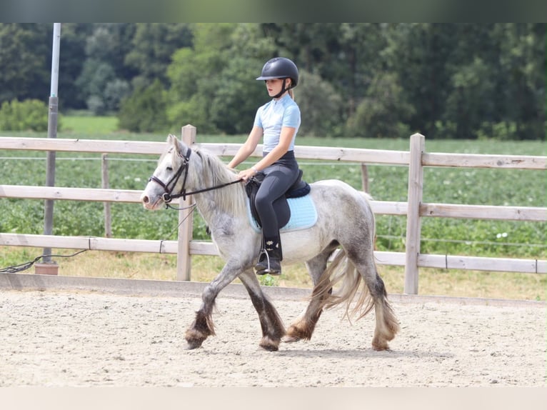 Tinker Stute 4 Jahre 117 cm Blauschimmel in Pepingen