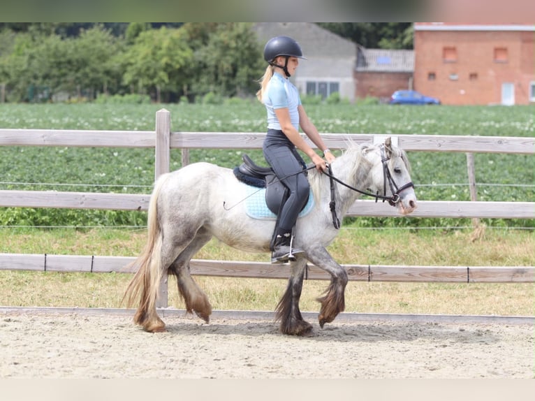 Tinker Stute 4 Jahre 117 cm Blauschimmel in Pepingen