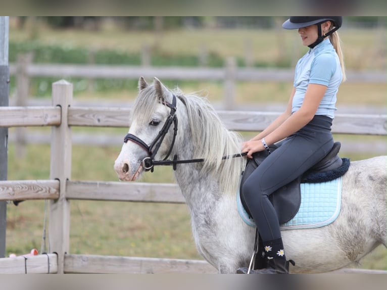 Tinker Stute 4 Jahre 117 cm Blauschimmel in Pepingen