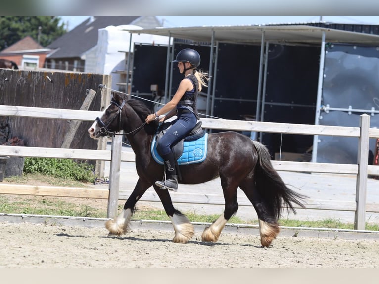 Tinker Stute 4 Jahre 120 cm Rappe in Pepingen